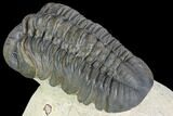 Nice, Reedops Trilobite - Atchana, Morocco #106838-4